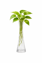 Clear Glass Vase – Elegant Minimalist Flower & Indoor Plant Vase